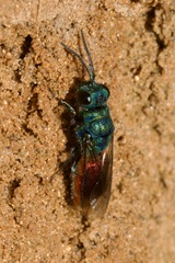 Chrysis ignita