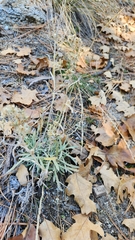 Pseudognaphalium beneolens