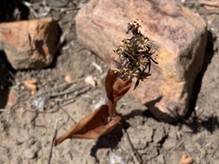 Wurmbea spicata