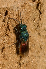 Chrysis ignita