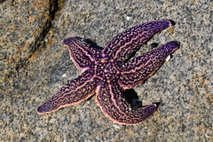 Asterias amurensis