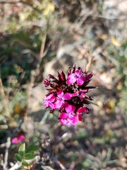 Dianthus