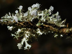 Heterodermia echinata