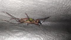 Venatorellus viridipedes