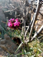 Dianthus