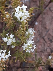Hebenstretia robusta