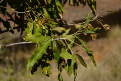Vitex rehmannii