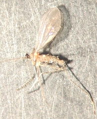 Cecidomyiidae
