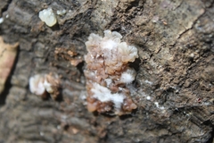 Myxarium nucleatum