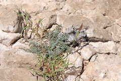 Euphorbia cinerascens