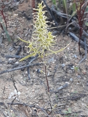 Hebenstretia robusta