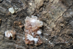 Myxarium nucleatum
