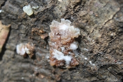 Myxarium nucleatum