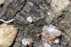 Myxarium nucleatum