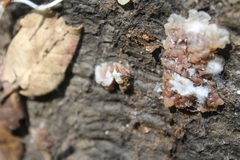 Myxarium nucleatum