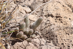 Escobaria tuberculosa