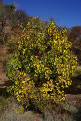 Seemannaralia gerrardii