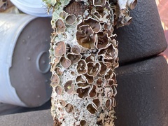 Parmotrema submarginale