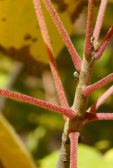 Seemannaralia gerrardii