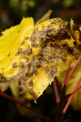 Seemannaralia gerrardii