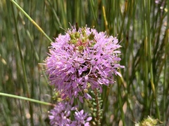 Agathosma