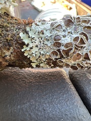 Parmotrema submarginale