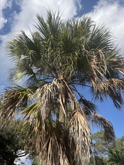 Sabal palmetto