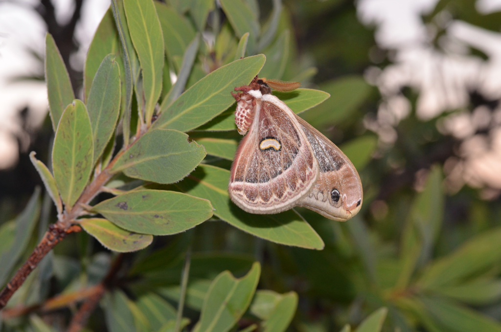 Epiphora manowiensis