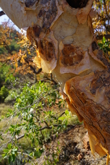 Albizia tanganyicensis