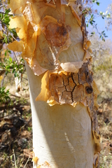 Albizia tanganyicensis