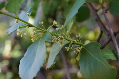 Maytenus undata