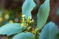 Maytenus undata