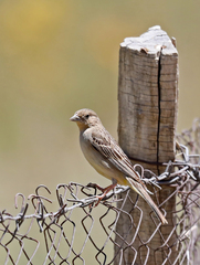 Emberiza bruniceps
