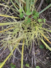 Coryphoideae