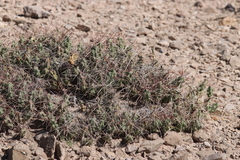 Grusonia