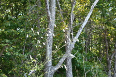Sanguisorba parviflora