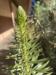 Echium pininana