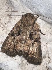 Noctuidae
