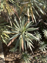 Echium pininana