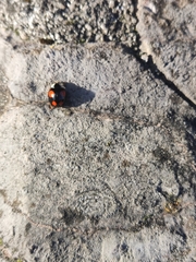 Harmonia axyridis
