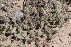 Grusonia