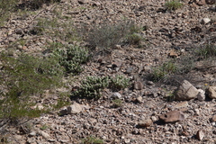 Grusonia