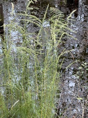 Eupatorium leptophyllum