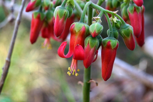Cotyledon barbeyi