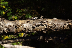 Heteromorpha arborescens