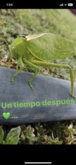 Stilpnochlora
