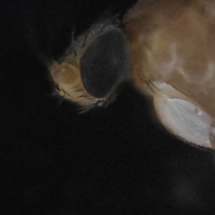 Phorinae
