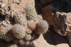 Escobaria tuberculosa