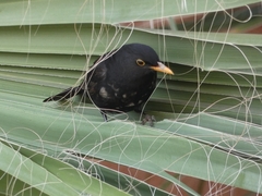 Turdus merula