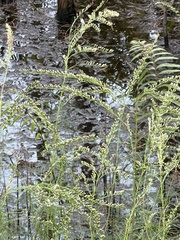 Eupatorium leptophyllum